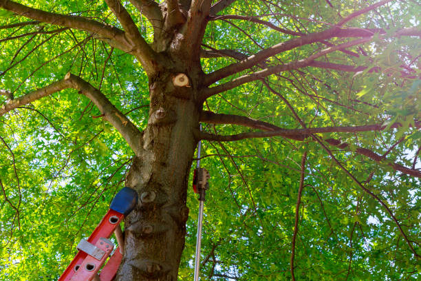 Best Arborist Services Near Me  in USA